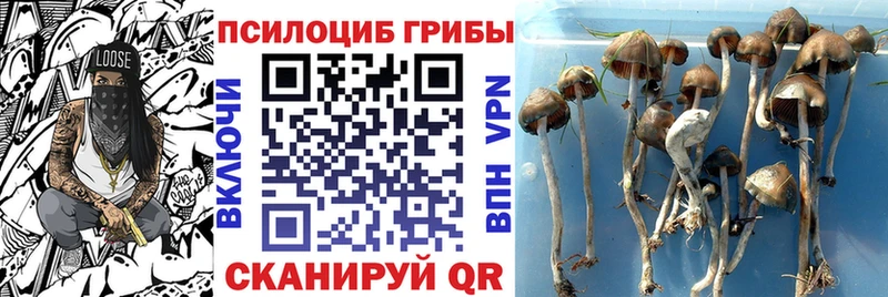 сколько стоит  блэк спрут сайт  Галлюциногенные грибы мицелий  Унеча 